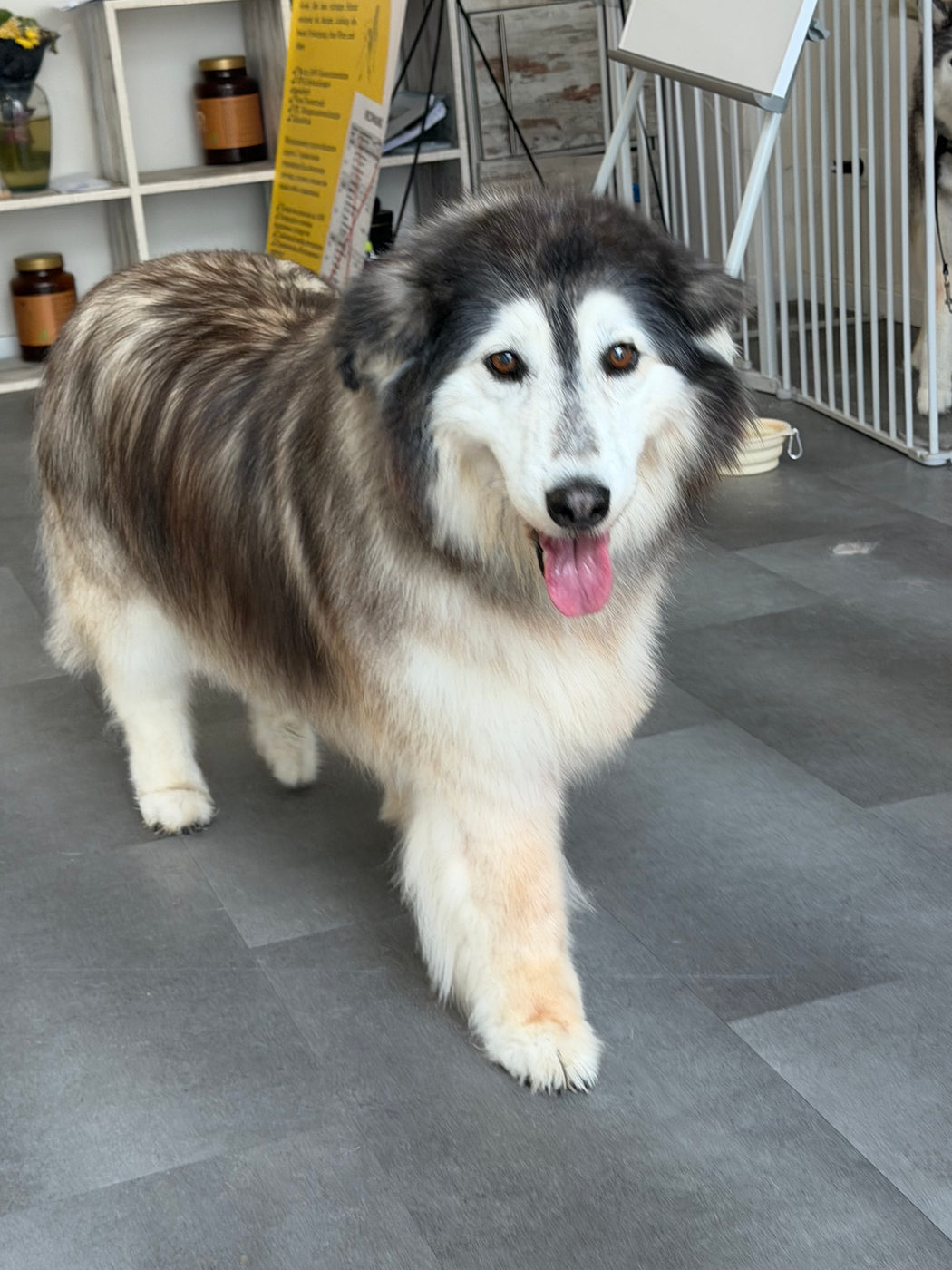 Hund mit dichtem Doppelfell nach der Pflege im Salon