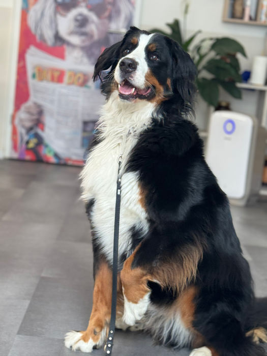 Berner Sennenhund an der Leine im Salon