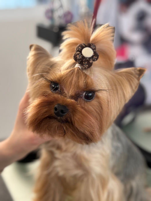 Yorkshire Terrier mit Haarschleife