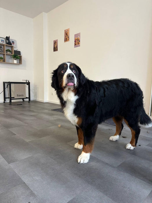 Berner Sennenhund steht im Salonraum