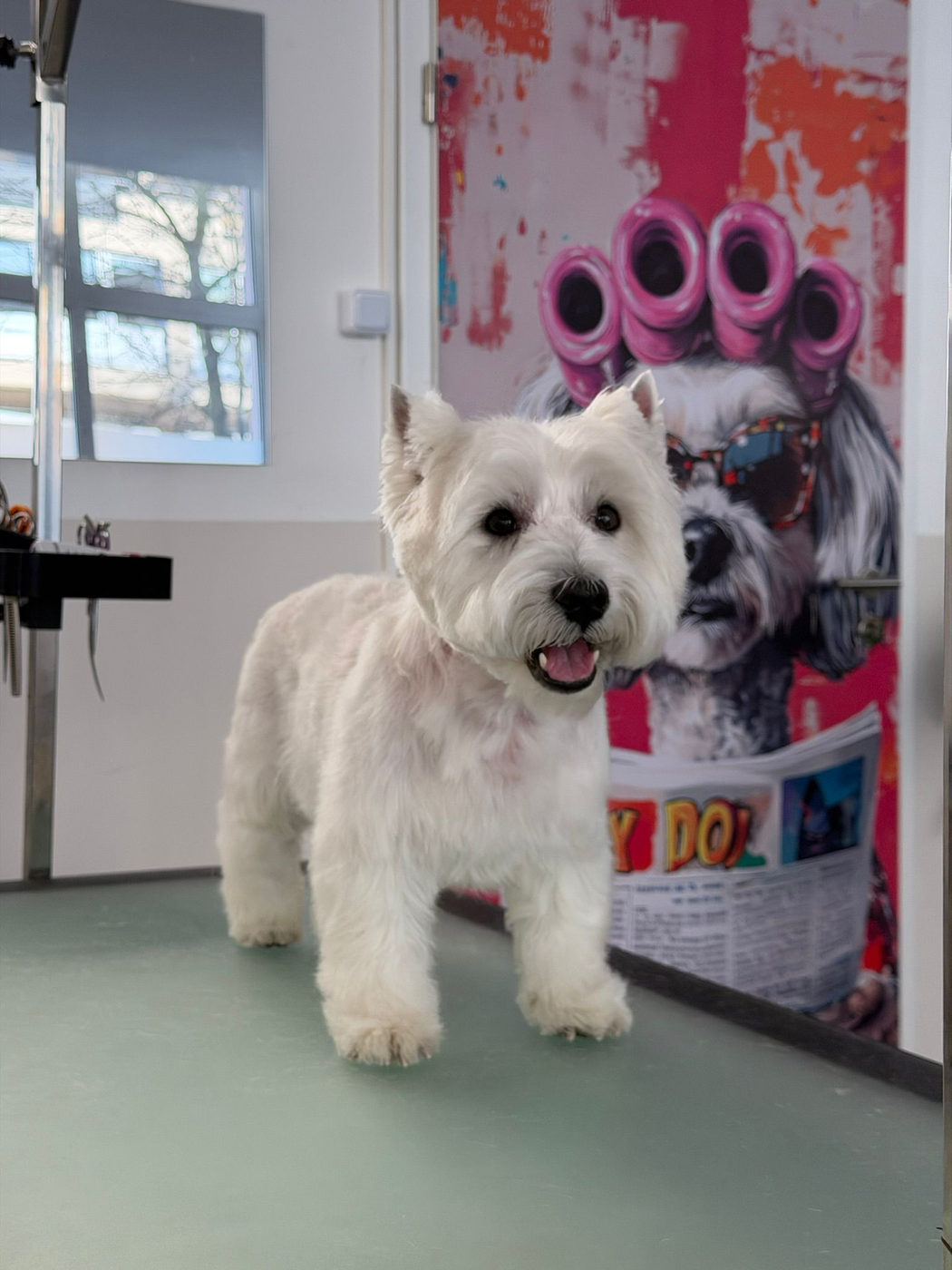 West Highland White Terrier nach der Pflege im Salon