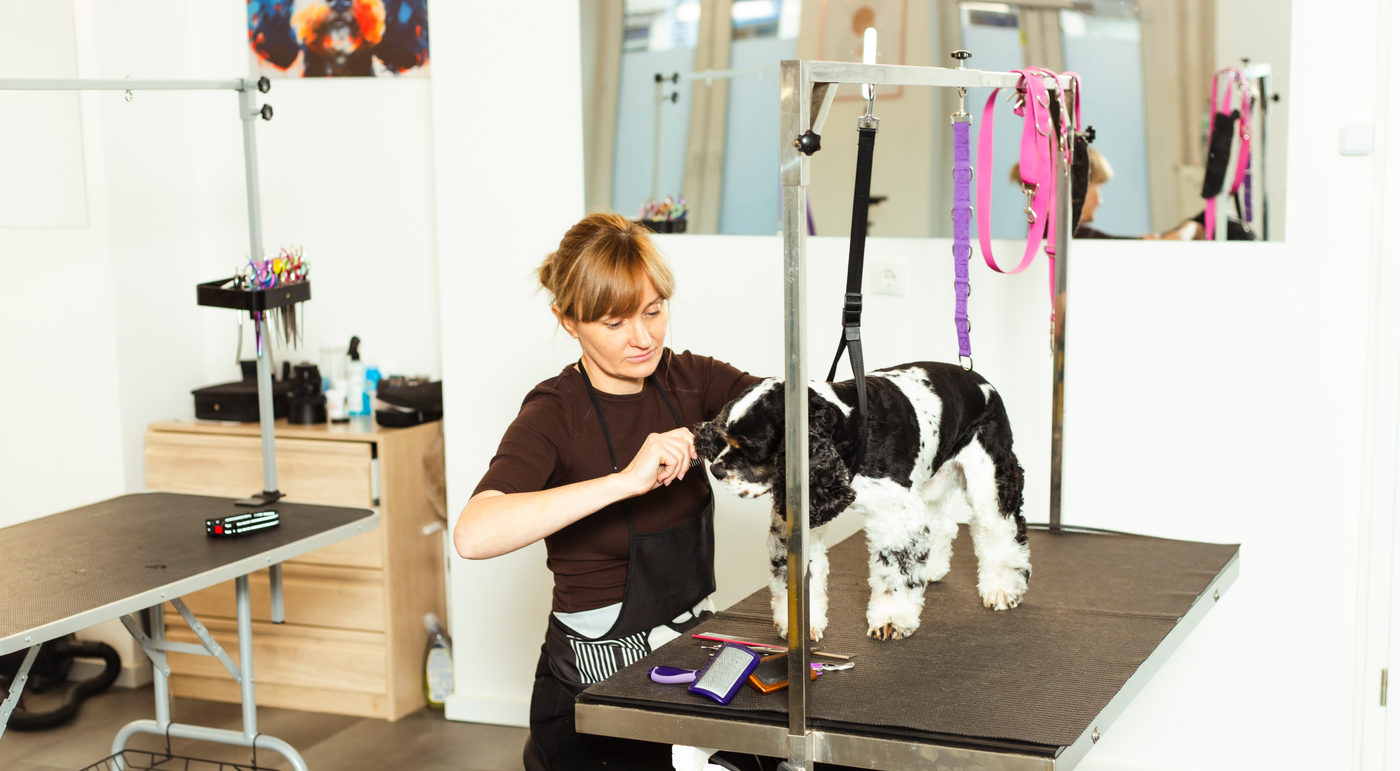 Praktische Arbeit an einem Kundenhund im Salon