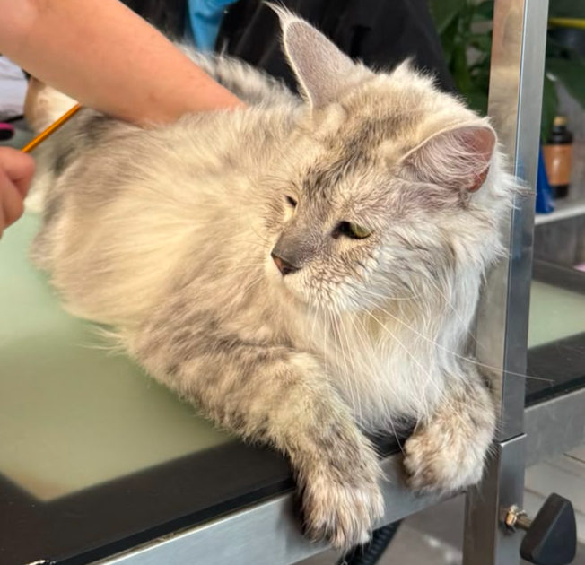 Langhaarkatze bei der Fellpflege im Salon