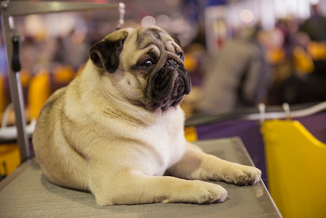 Mops auf dem Pflegetisch im Salon